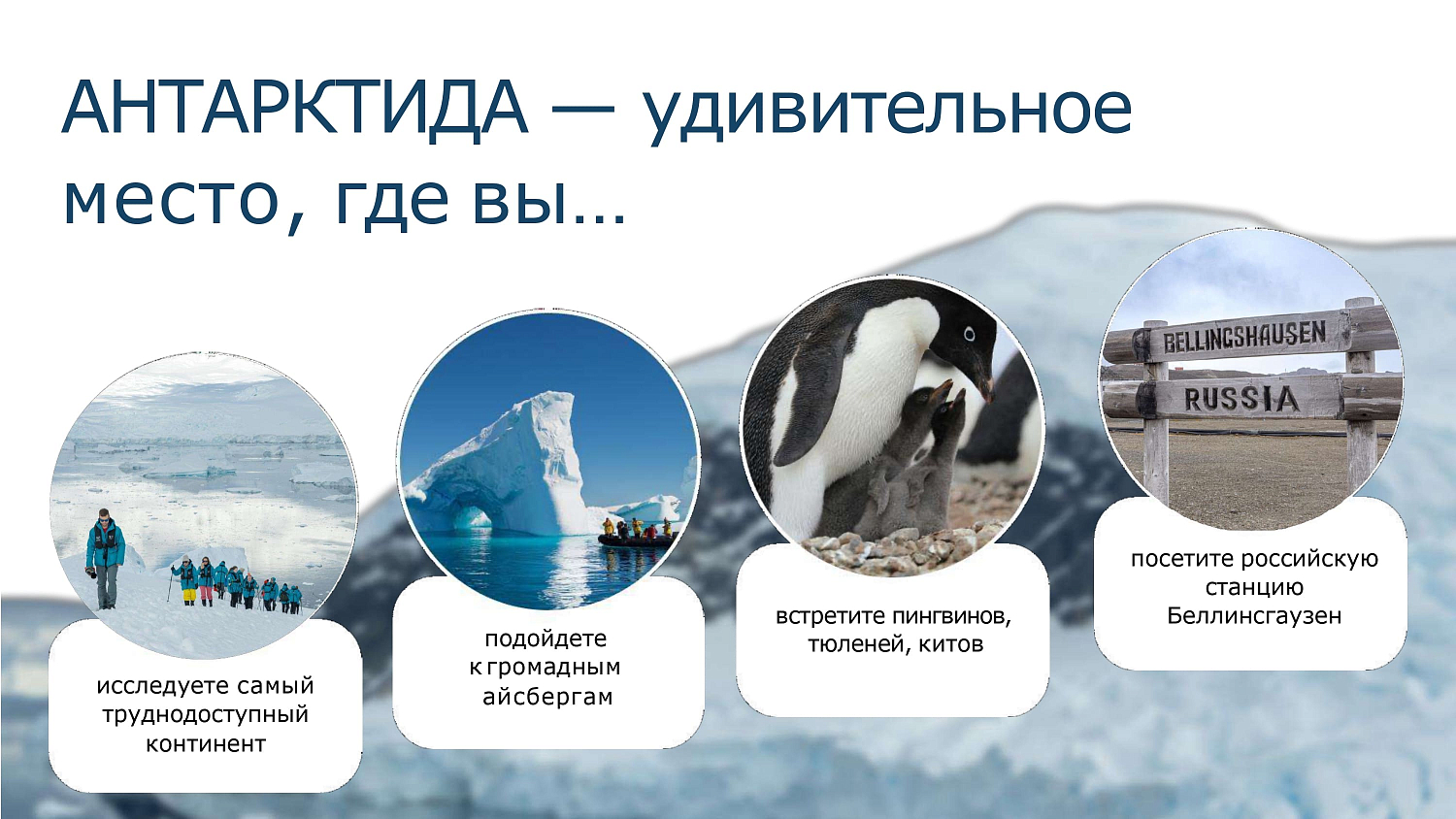 Антарктида: новогодний круиз на премиальном лайнере SH VEGA