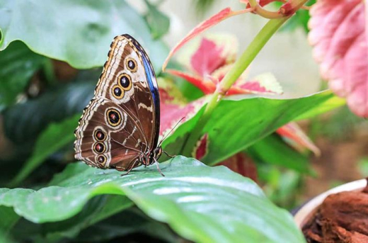 Сад бабочек Dubai Butterfly Garden / ОАЭ / Дубай