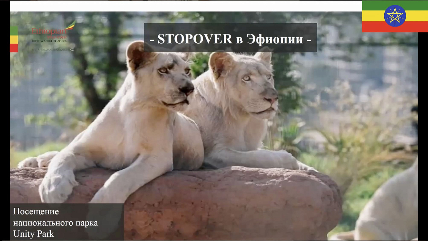 Авиакомпания Ethiopian Airlines